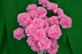 Poly silk Pink spray carnations