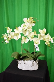 Triple stem orchid plant