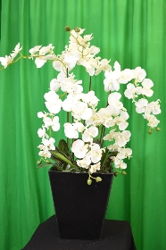6 Stem white orchid plant